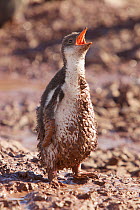 Gentoo penguin (Pygoscelis papua) chick calling, filthy from fall in mud. Cuverville Island, Ererra Channel, Gerlache Strait vicinity, Antarctica.