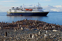 Gentoo penguin (Pygoscelis papua) colony in front of expedition ship 'National Geographic Explorer' at Cuverville Island, Ererra Channel, Gerlache Strait vicinity, Antarctica.