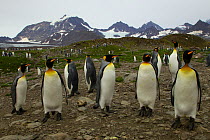 King penguin (Aptenodytes patagonicus) colony at St. Andrews Bay, South Georgia.