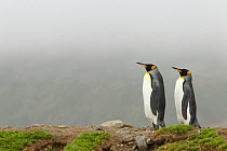 King penguin (Aptenodytes patagonicus) pair, St. Andrews Bay, South Georgia.