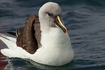 Grey-headed albatross (Thalassarche chrysostoma) on water, Elsehul, South Georgia.