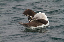 Grey-headed albatross (Thalassarche chrysostoma) preening on water, Elsehul, South Georgia.