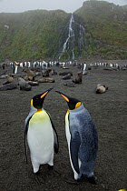 King penguins (Aptenodytes patagonicus) and Antarctic fur seals (Arctocephalus gazella) with waterfall beyond, Right Whale Bay, South Georgia.