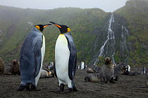 King penguins (Aptenodytes patagonicus) and Antarctic fur seals (Arctocephalus gazella) with waterfall beyond, Right Whale Bay, South Georgia.