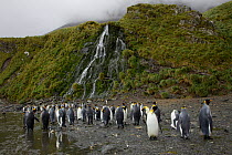King penguins (Aptenodytes patagonicus) standing below waterfall at Right Whale Bay, South Georgia.