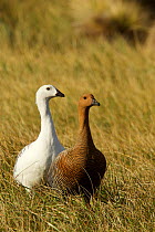 Upland Goose (Chloephaga picta) pair, Carcass Island, Falkland Islands.