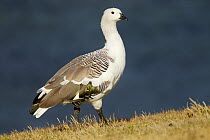 Upland goose (Chloephaga picta) male, Carcass Island, Falkland Islands.