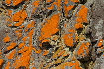 Lichen on rock, Half Moon Island, South Shetland Islands group, Antarctica.