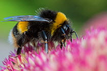 Close up of Buff-tailed Bumblebee (Bombus terrestris) queen feeding at a flower (Sedum spectabile), Monmouthshire, Wales, UK. September.