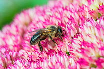 European dark bee (Apis mellifera mellifera - nigra race), feeding on ice plant flowers (Sedum spectabile), Monmouthshire, Wales, UK. September.