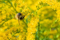 Shrill carder bee (Bombus sylvarum), the rarest bee species in England, feeding on goldenrod flowers (Solidago), Monmouthshire, Wales, UK. September.