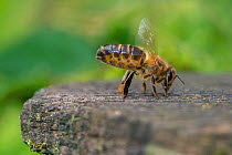 European honey bee (Apis mellifera) worker at hive entrance emitting Nasonov pheromone from abdominal gland and fanning wings to spread the scent to returning workers, Monmouthshire, Wales, UK. Septem...
