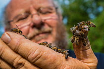 Beekeeper inspecting European honey bees (Apis mellifera) on his hand, Monmouthshire, UK, Wales. September.
