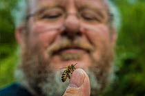 Beekeeper inspecting a European honey bee (Apis mellifera) on his thumb, Monmouthshire, UK, Wales. September.