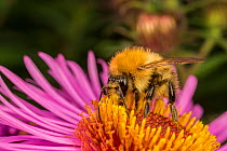 Common carder bumblebee (Bombus pascuorum) worker feeding on flower (Aster sp) worker , Monthmouthshire, Wales, UK. September.