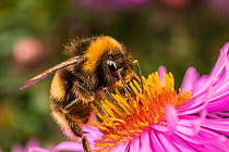 Buff-tailed Bumblebee (Bombus terrestris) feeding at a flower, (Aster sp), Monmouthshire, Wales, UK. September.