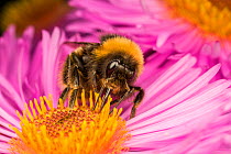 Close up of Buff-tailed Bumblebee (Bombus terrestris) feeding at a flower (Aster sp), Monmouthshire, Wales, UK. September.