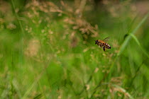 European honey bee (Apis mellifera) female worker foraging in meadow, Monmouthshire, Wales, UK. September.
