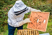 Beekeeper inspecting his European honey bees (Apis mellifera), Monmouthshire, UK, Wales. September.