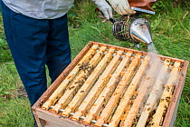 Beekeeper using a bee smoker to calm the European honey bees (Apis mellifera) before inspecting them, Monmouthshire, UK, Wales. September.