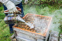 Beekeeper using a bee smoker to calm the European honey bees (Apis mellifera) before inspecting them, Monmouthshire, UK, Wales. September.