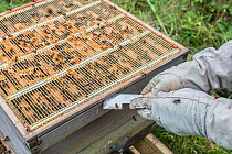 Beekeeper inspecting his European honey bees (Apis mellifera), Monmouthshire, UK, Wales. September.