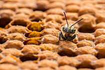 European honey bee (Apis mellifera) newly emerged female worker pushes out of brood cell, Monmouthshire, Wales. September.