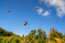 European honey bees (Apis mellifera) with full pollen sacs returning to the hive, Monmouthshire, Wales, UK. September.