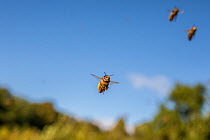 European honey bees (Apis mellifera) with full pollen sacs in flight, Monmouthshire, Wales, UK. September.