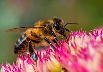 European honey bee (Apis mellifera) feeding on ice plant flowers (Sedum spectabile), Monmouthshire, Wales, UK. September.