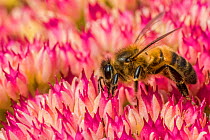 European honey bee (Apis mellifera) feeding on ice plant flowers (Sedum spectabile), Monmouthshire, Wales, UK. September.