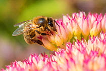 European honey bee (Apis mellifera), feeding on ice plant flowers (Sedum spectabile), Monmouthshire, Wales, UK.
