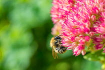 Shrill Carder Bee (Bombus sylvarum), England's rarest species, with pollen sacs, feeding on ice plant flowers (Sedum spectabile), Monmouthshire, Wales, UK. September.