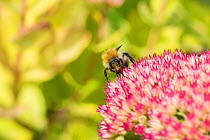 Shrill Carder Bee (Bombus sylvarum), England's rarest species, with pollen sacs, feeding on ice plant flowers (Sedum spectabile), Monmouthshire, Wales, UK. September.