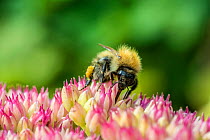 Shrill Carder Bee (Bombus sylvarum), England's rarest species, with pollen sacs feeding on ice plant flowers (Sedum spectabile), Monmouthshire, Wales, UK. September.