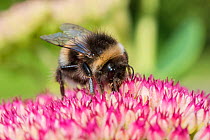 Buff-tailed Bumblebee (Bombus terrestris) queen feeding on ice plant flowers (Sedum spectabile), Monmouthshire, Wales, UK. September.