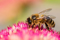 European dark honey bee (Apis mellifera mellifera - nigra race) feeding on ice plant flower (Sedum spectabile), Monthmouthshire, Wales, UK. September.