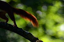 Red squirrel (Sciurus vulgaris) tail as it runs away, Allier, Auvergne, France, July.