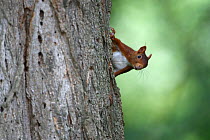 Red squirrel (Sciurus vulgaris) 2, Allier, Auvergne, France, July.