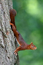 Red squirrel (Sciurus vulgaris) 2, Allier, Auvergne, France, July.