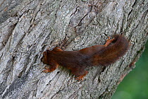 Red squirrel (Sciurus vulgaris) searching in cache in tree, Allier, Auvergne, France, July.