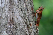 Red squirrel (Sciurus vulgaris) with nut, Allier, Auvergne, France, July.