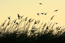 Barn swallows (Hirundo rustica)  in flight over reed beds at sunrise, Aude, France, July.