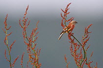 Common linnet (Carduelis cannabina) Vosges, France, May.