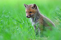 Red fox (Vulpes vulpes) cub with Crane fly (Tipula) on its head, Vosges, France, May.