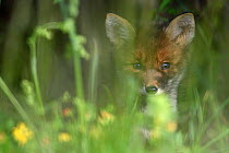 Red fox (Vulpes vulpes) cub, Vosges, France, May.