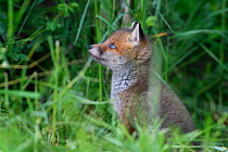 Red fox (Vulpes vulpes) cub, Vosges, France, May.