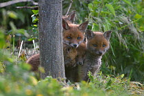Red fox (Vulpes vulpes) group of five cups peering from behind tree trunk, Vosges, France, May.