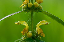 Yellow archangel (Lamiastrum galeobdolon) close up of flower, Vosges, France, May.