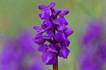 Early purple orchid (Anacamptis morio) Vosges, France, April.
